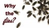 Clutters-Flies-blog-web-1.jpg