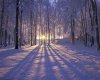 winter forest alaska.jpg