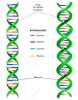 23330544-la-molécule-d-adn-est-une-double-hélice (1).jpg