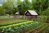 Allotment.jpg